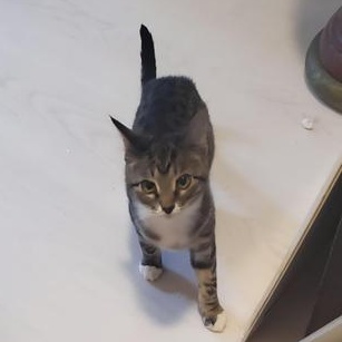 Enlarge Houdini, a ADOPTABLE Domestic Short Hair in Liverpool, TX image 1/3