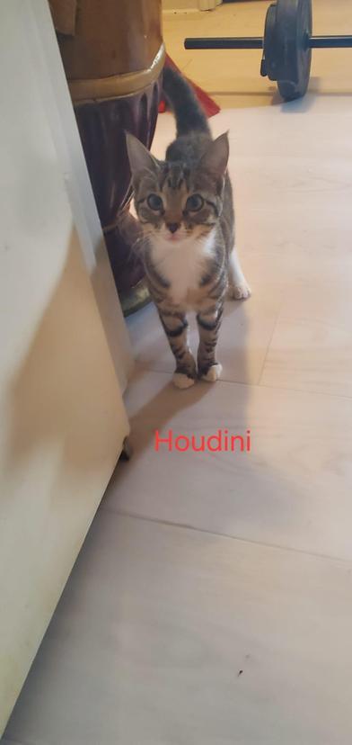 Enlarge Houdini, a ADOPTABLE Domestic Short Hair in Liverpool, TX image 2/3