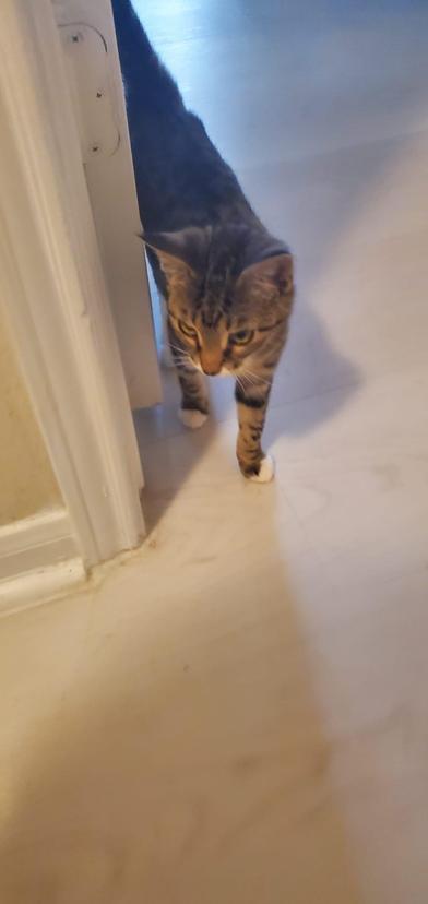 Enlarge Houdini, a ADOPTABLE Domestic Short Hair in Liverpool, TX image 3/3