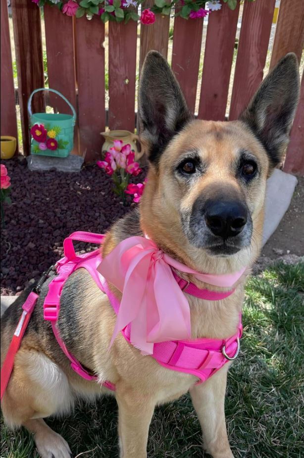 Charm, Adoptable, Adult Female German Shepherd Dog.