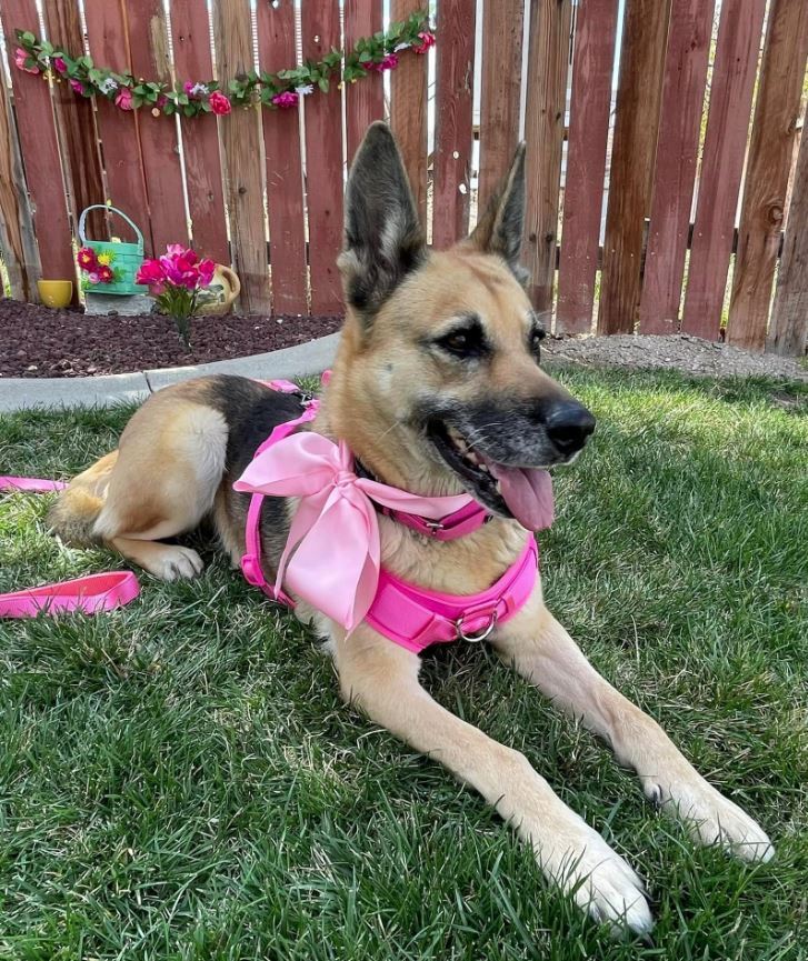 Charm, a Adoptable German Shepherd Dog in Agua Dulce, CA image 2/3