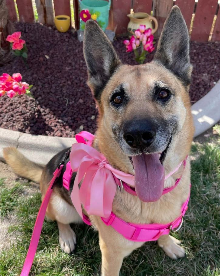 Charm, a Adoptable German Shepherd Dog in Agua Dulce, CA image 3/3