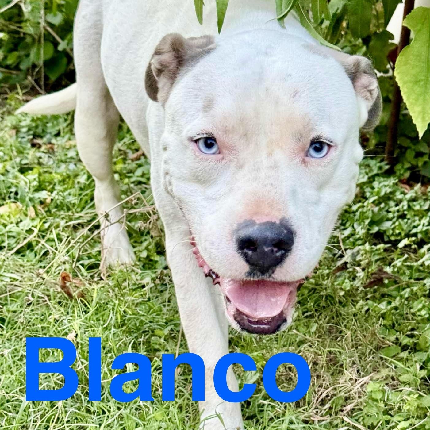 Blanco