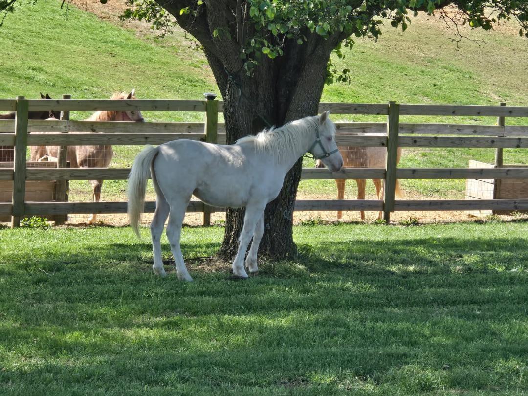 Enlarge Bebe d'Oro, a Adoptable Pony in Leitchfield , KY image 3/5