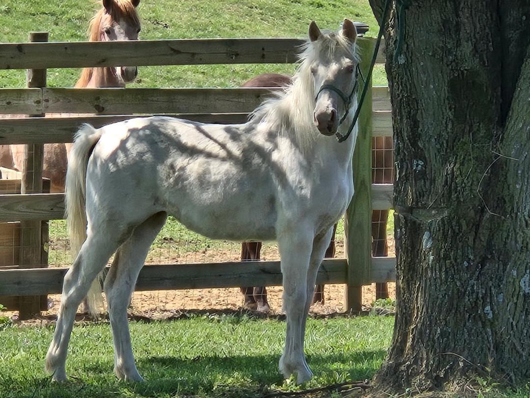 Enlarge Bebe d'Oro, a Adoptable Pony in Leitchfield , KY image 1/5