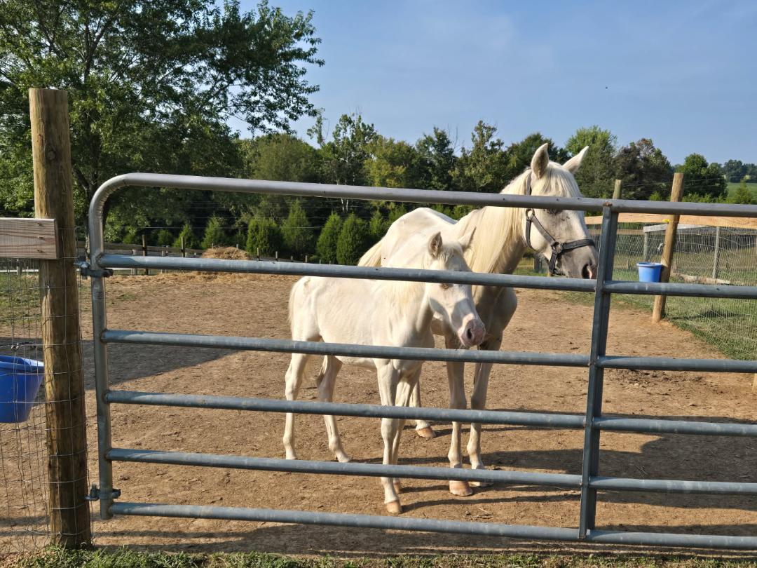 Enlarge Bebe d'Oro, a Adoptable Pony in Leitchfield , KY image 5/5