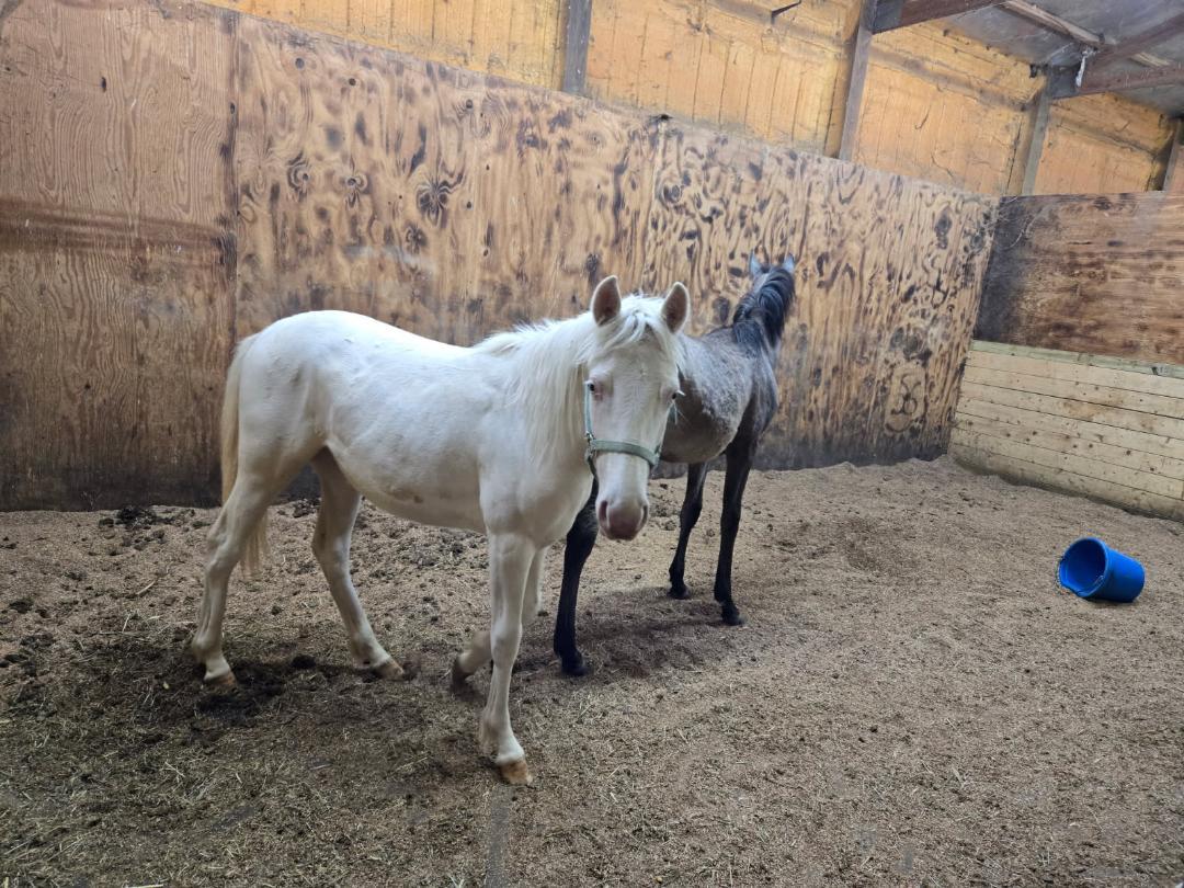 Enlarge Bebe d'Oro, a Adoptable Pony in Leitchfield , KY image 2/5