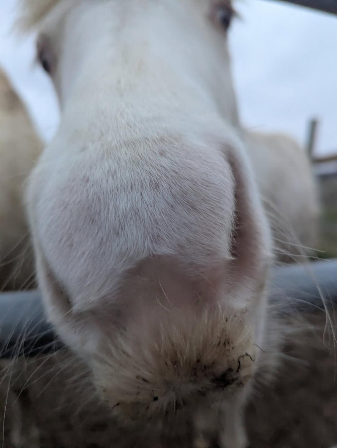 Enlarge Bebe d'Oro, a Adoptable Pony in Leitchfield , KY image 4/5