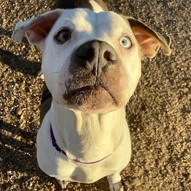 Bowtie — thumbnail 3