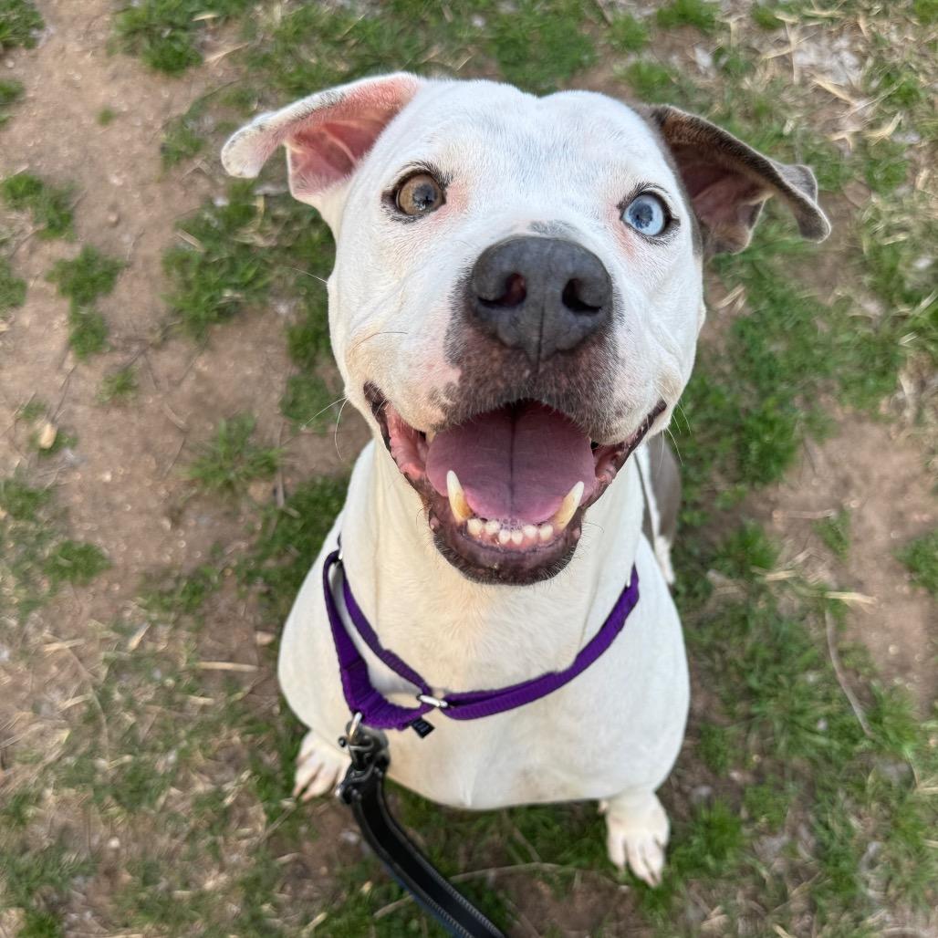 Bowtie — thumbnail 4