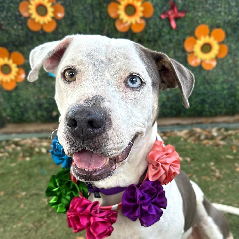 Bowtie — thumbnail 5