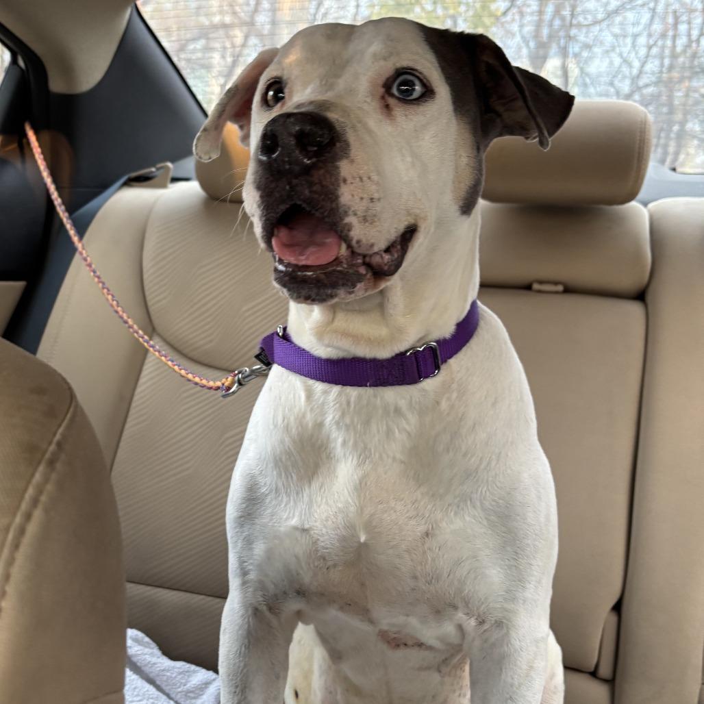 Bowtie — thumbnail 6