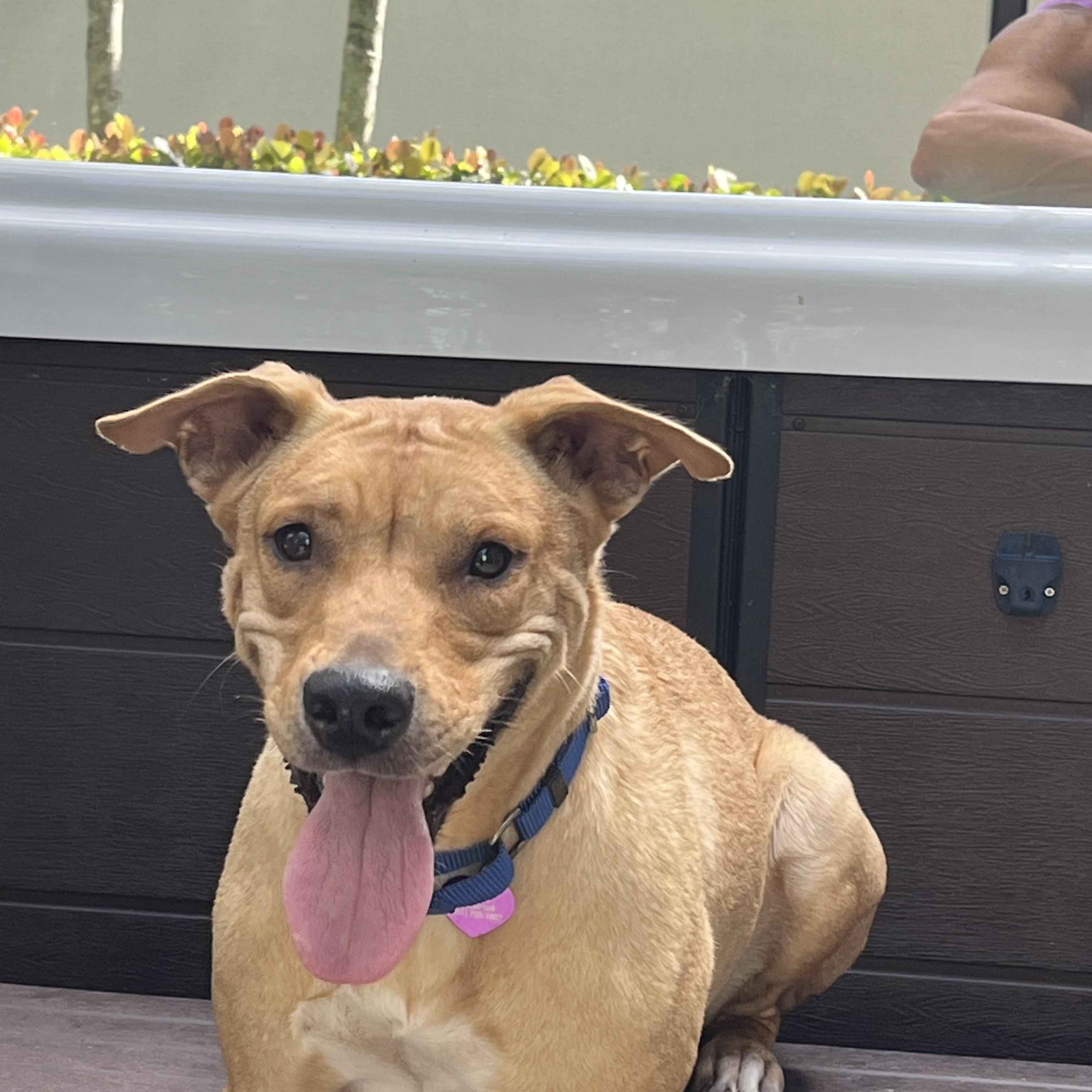 Enlarge Lena, a Adoptable mixed breed in Port Saint Lucie, FL image 1/6