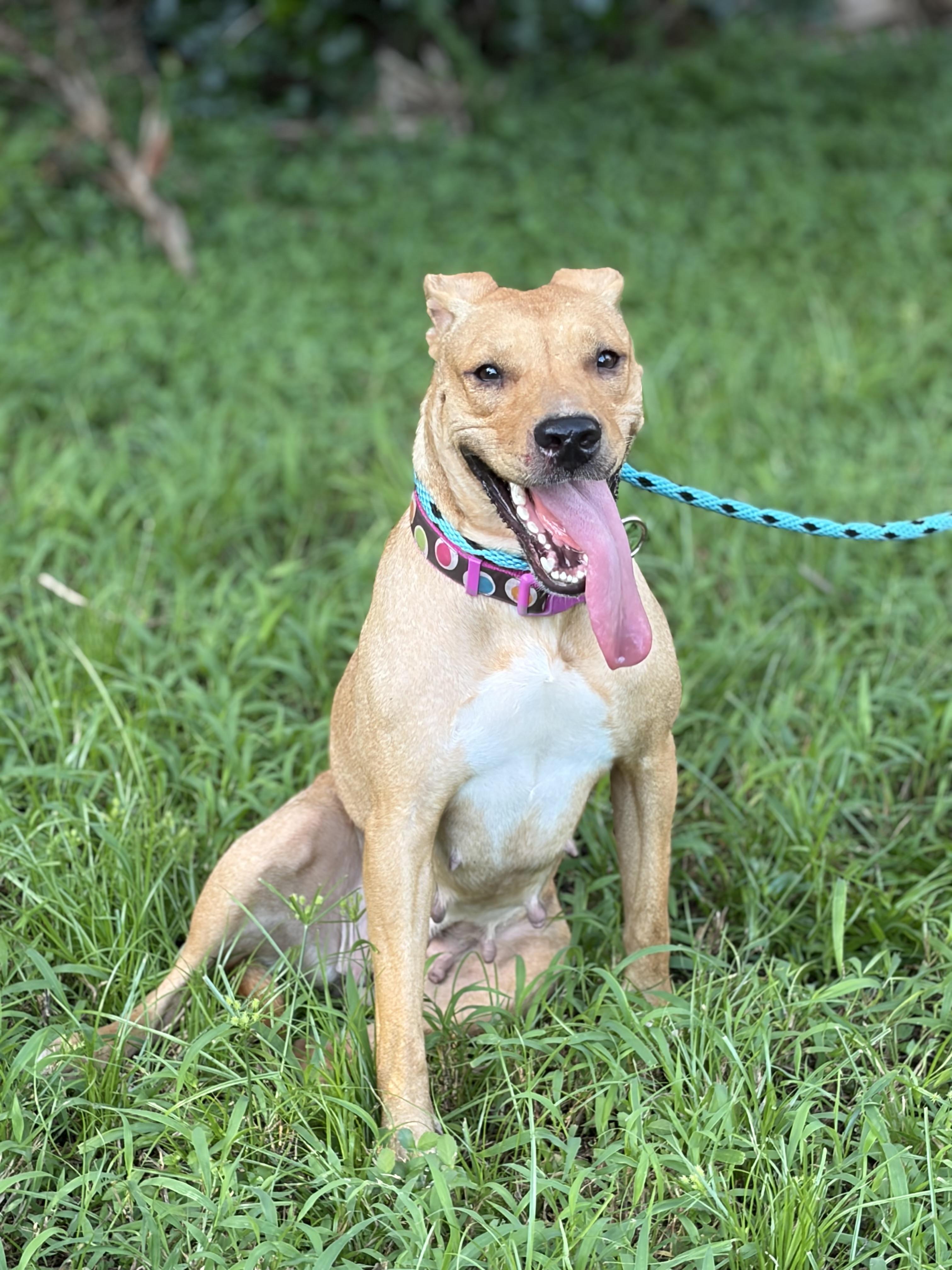 Lena, a ADOPTABLE mixed breed in Port Saint Lucie, FL image 5/6