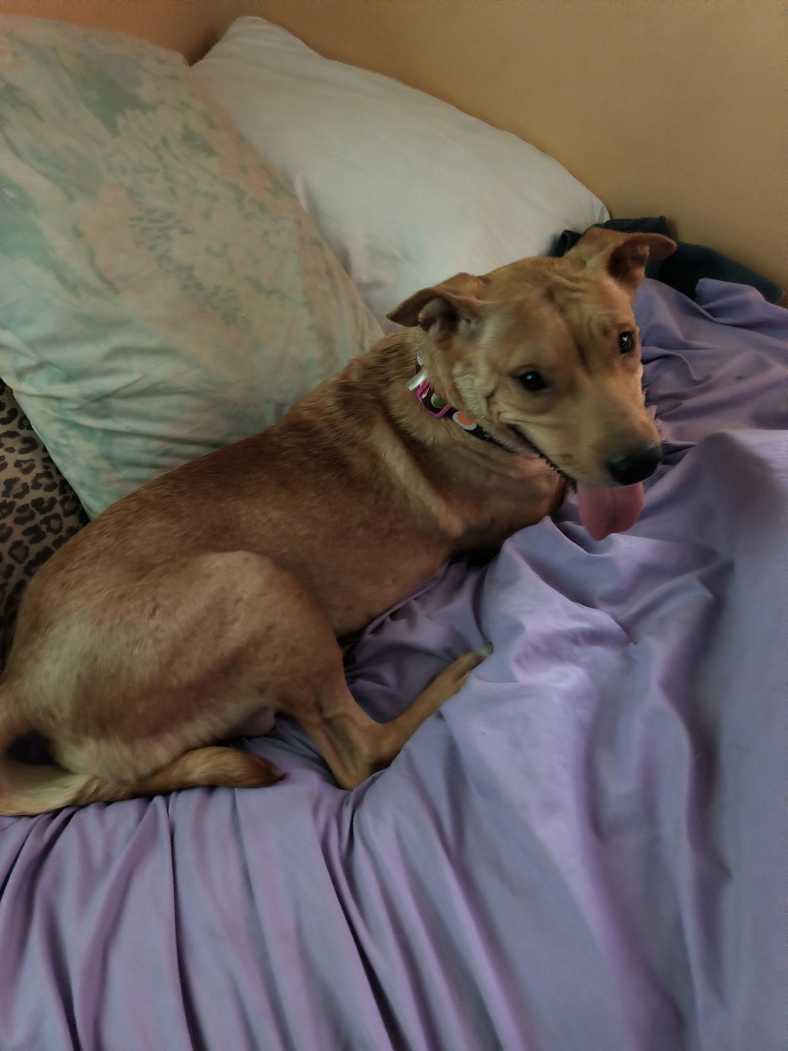 Lena, ADOPTABLE, Adult Female Carolina Dog.