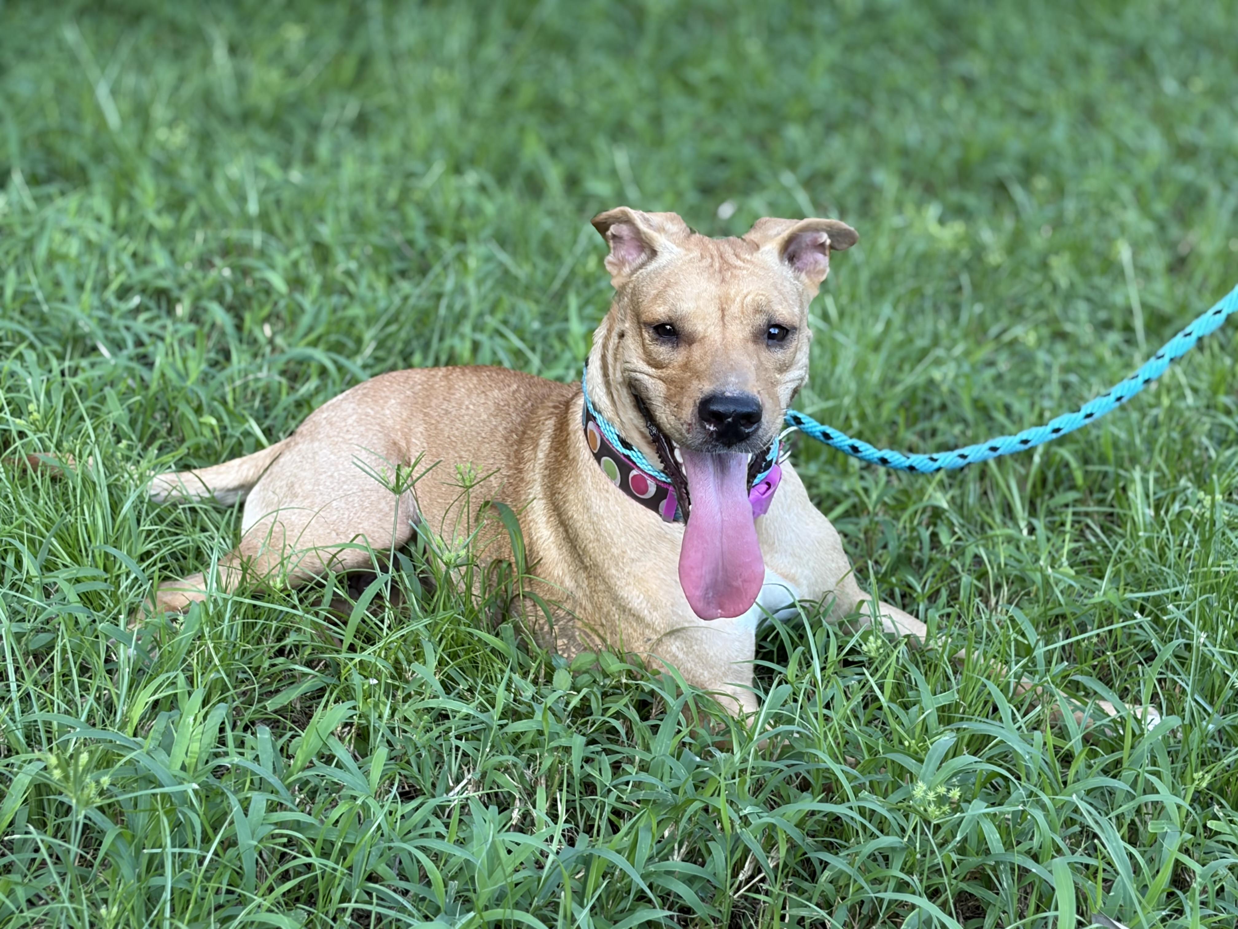 Lena, a ADOPTABLE mixed breed in Port Saint Lucie, FL image 2/6