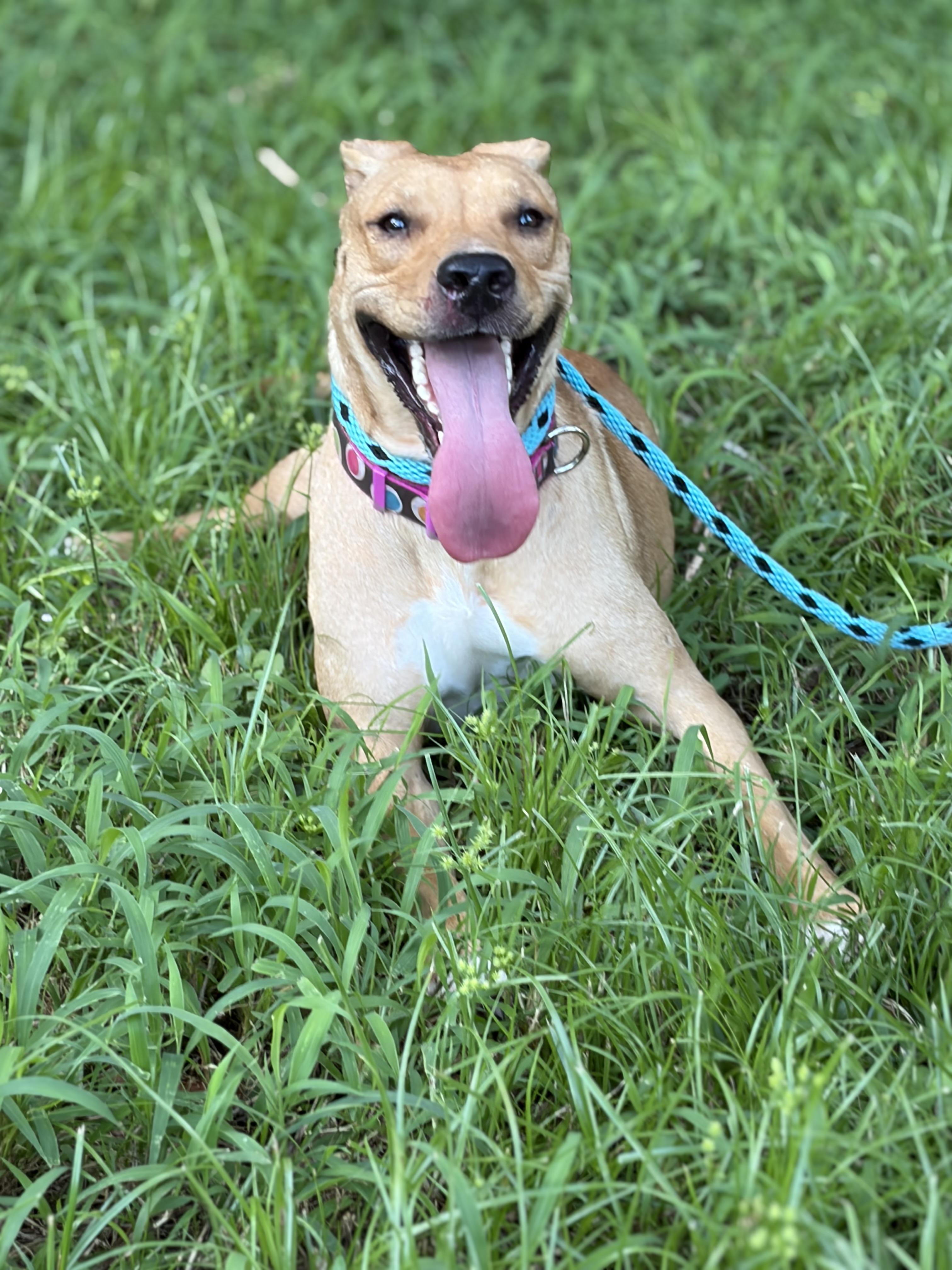 Lena, a ADOPTABLE mixed breed in Port Saint Lucie, FL image 3/6