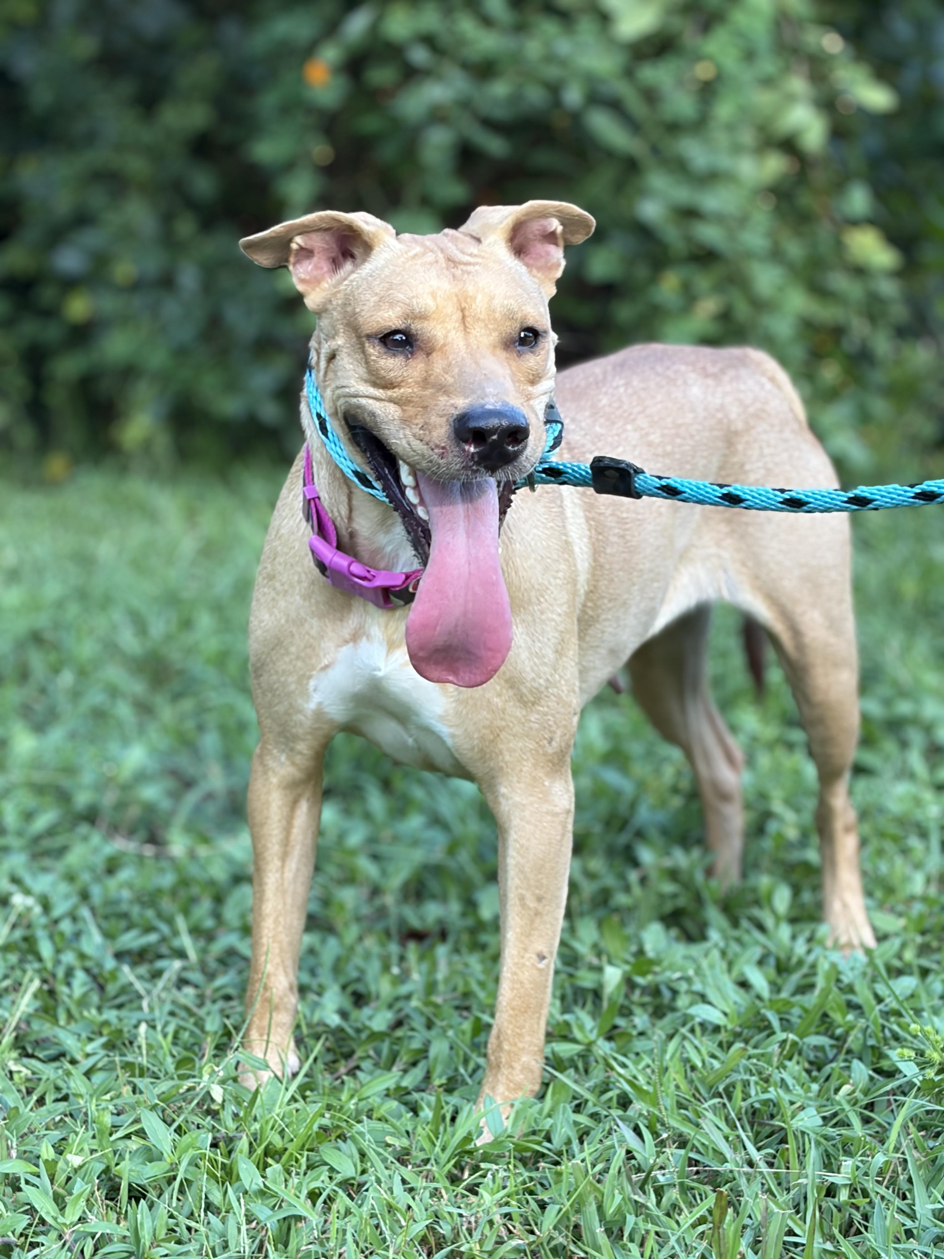 Lena, a ADOPTABLE mixed breed in Port Saint Lucie, FL image 4/6
