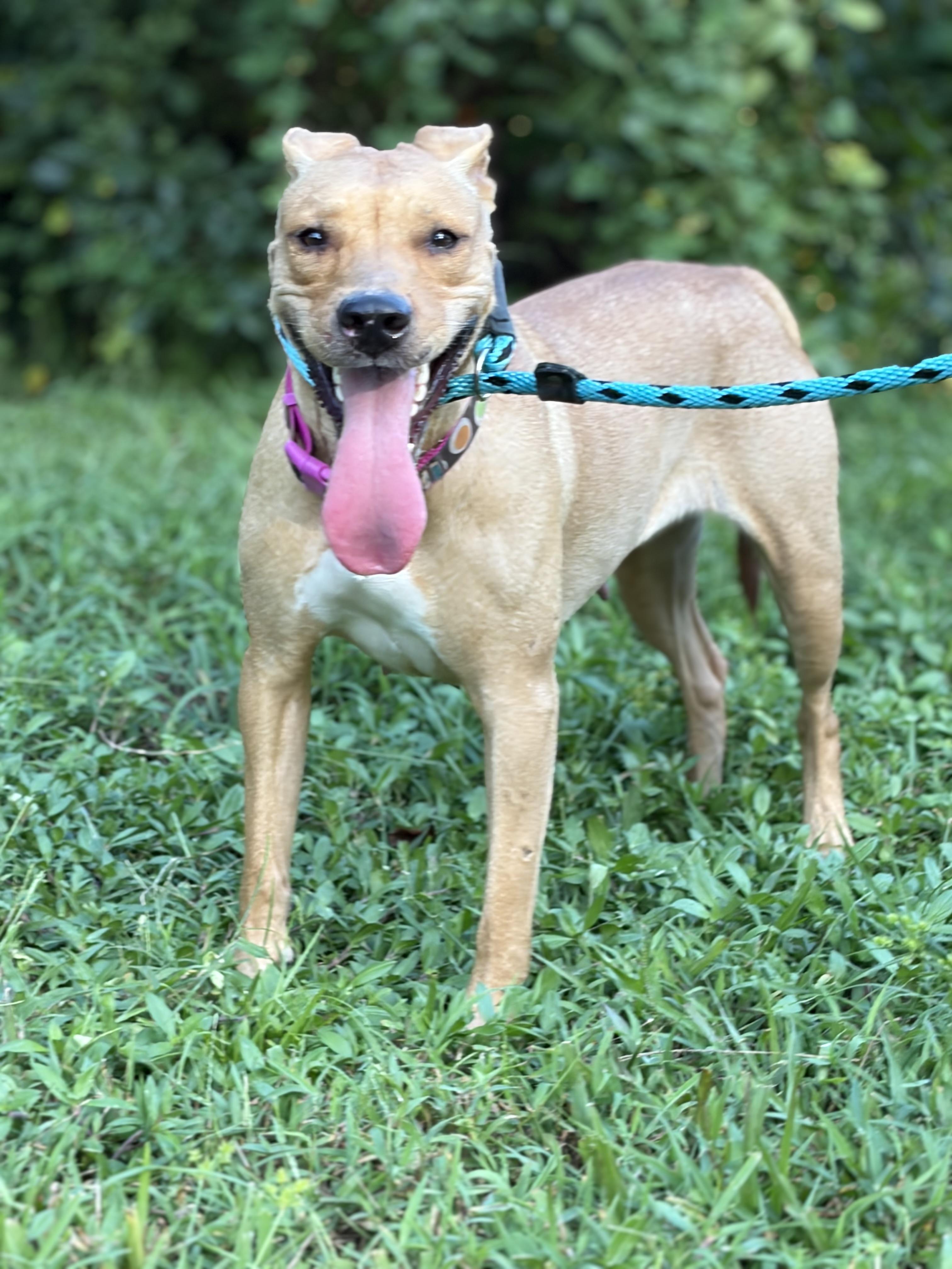 Lena, ADOPTABLE, Adult Female Carolina Dog.