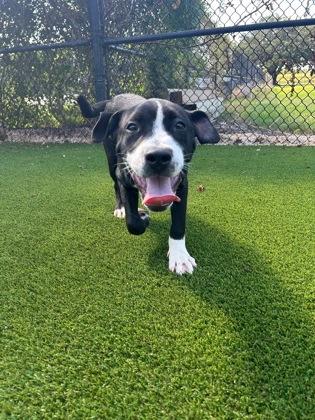 Enlarge Staple (156248)(In a Foster Home), a ADOPTABLE mixed breed in Baton Rouge, LA image 2/4