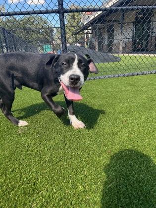 Enlarge Staple (156248)(In a Foster Home), a ADOPTABLE mixed breed in Baton Rouge, LA image 4/4