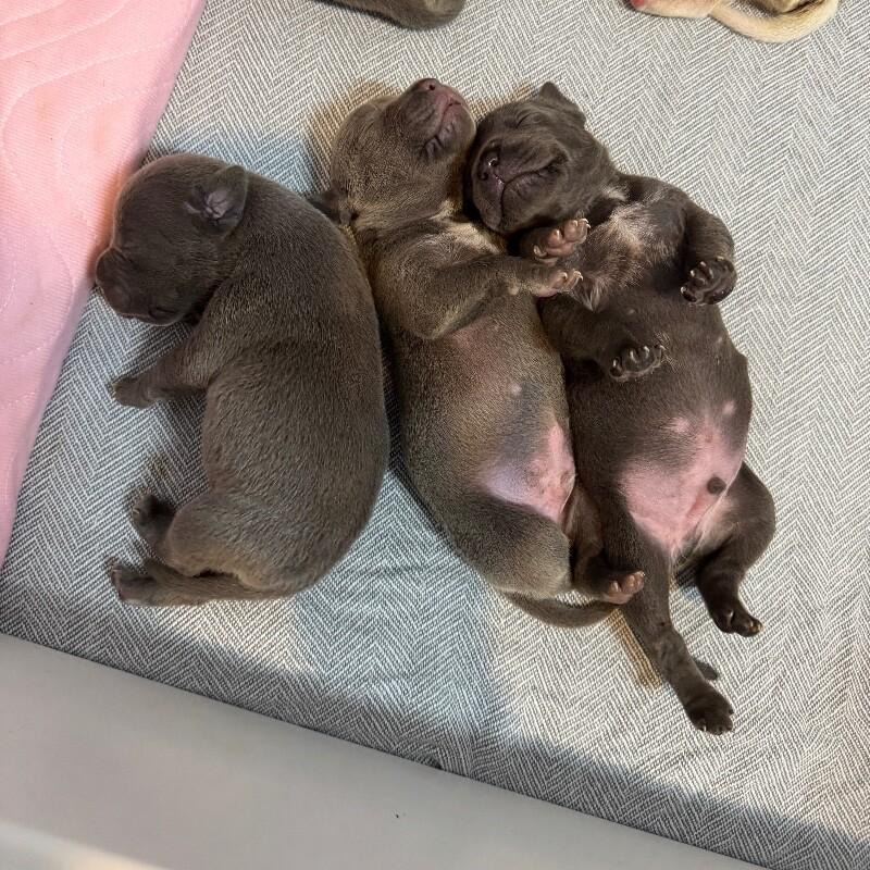 BASSETT BRIDGERTON, a Adoptable American Staffordshire Terrier in lawton, OK image 1/4