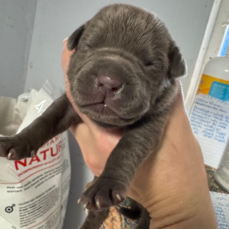 BASSETT BRIDGERTON, a Adoptable American Staffordshire Terrier in lawton, OK image 2/4