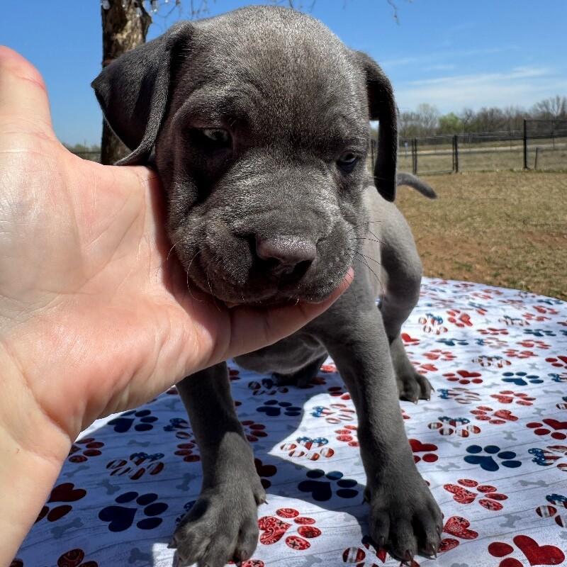 BASSETT BRIDGERTON, a Adoptable American Staffordshire Terrier in lawton, OK image 3/4