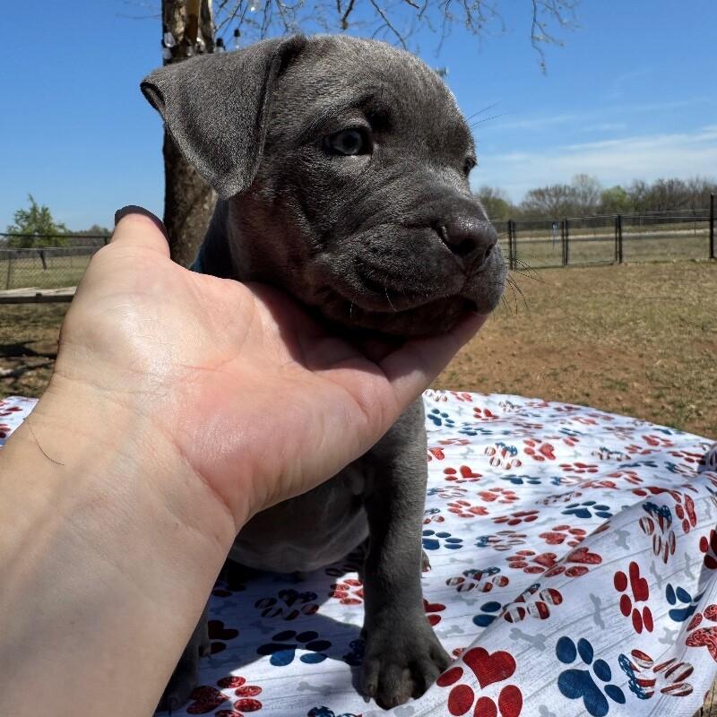 BASSETT BRIDGERTON, a Adoptable American Staffordshire Terrier in lawton, OK image 4/4
