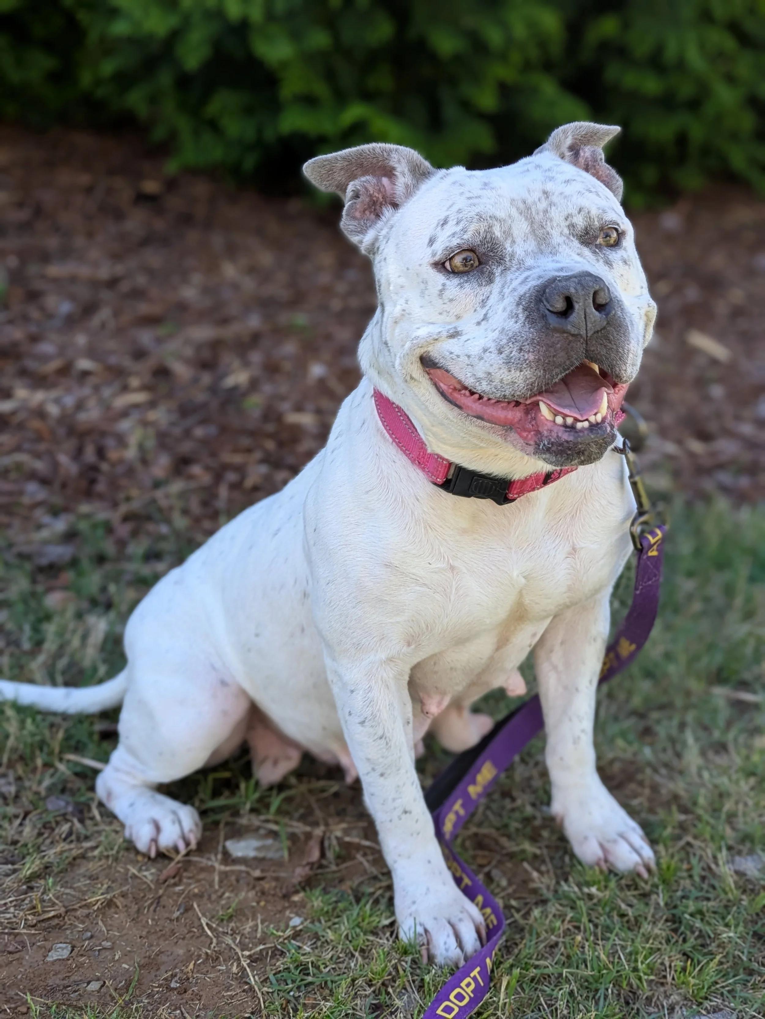 Pixie, Adoptable, Adult Female American Bully.