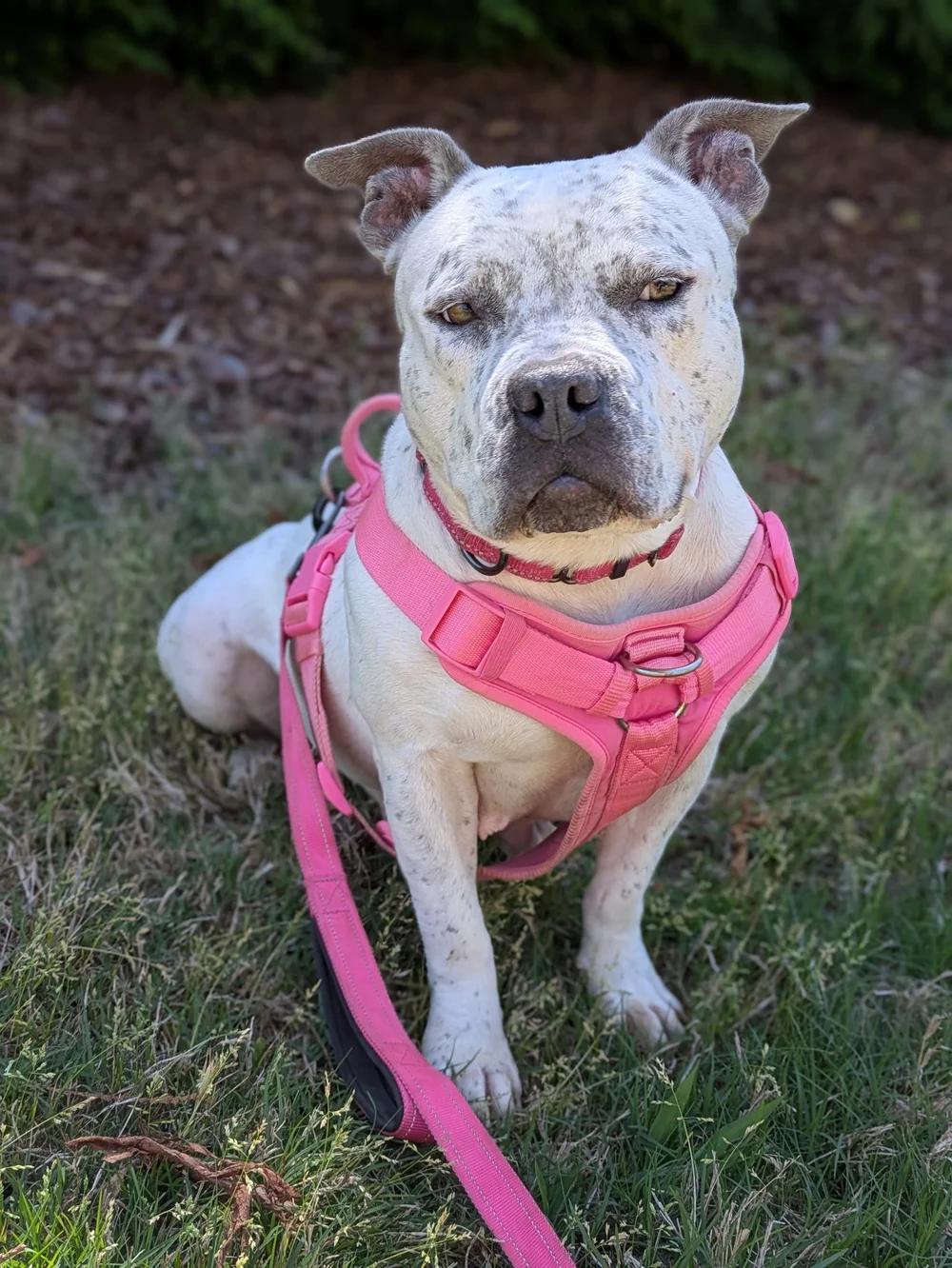 Pixie, a Adoptable American Bully in Huntsville, AL image 2/6