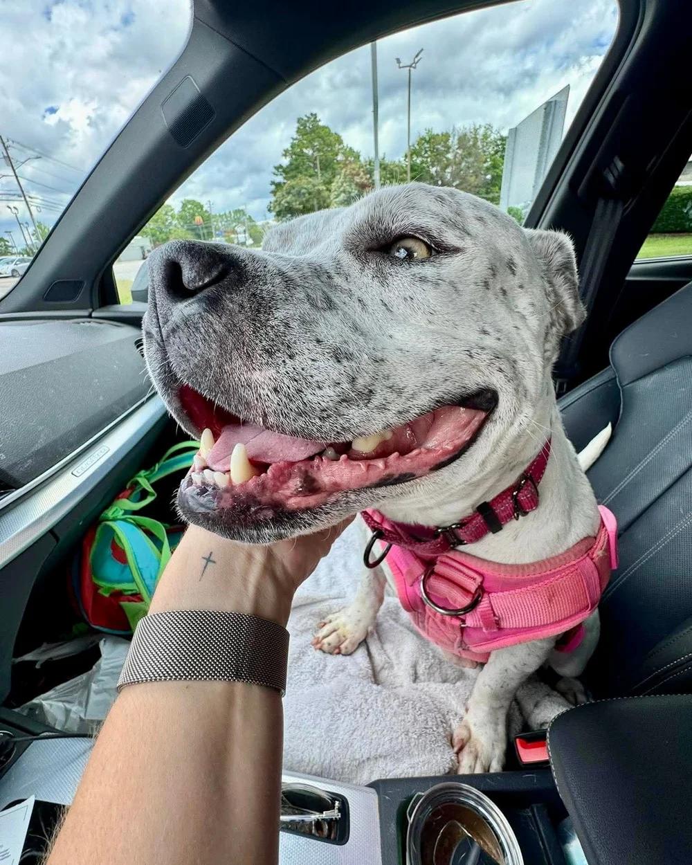 Pixie, a Adoptable American Bully in Huntsville, AL image 5/6