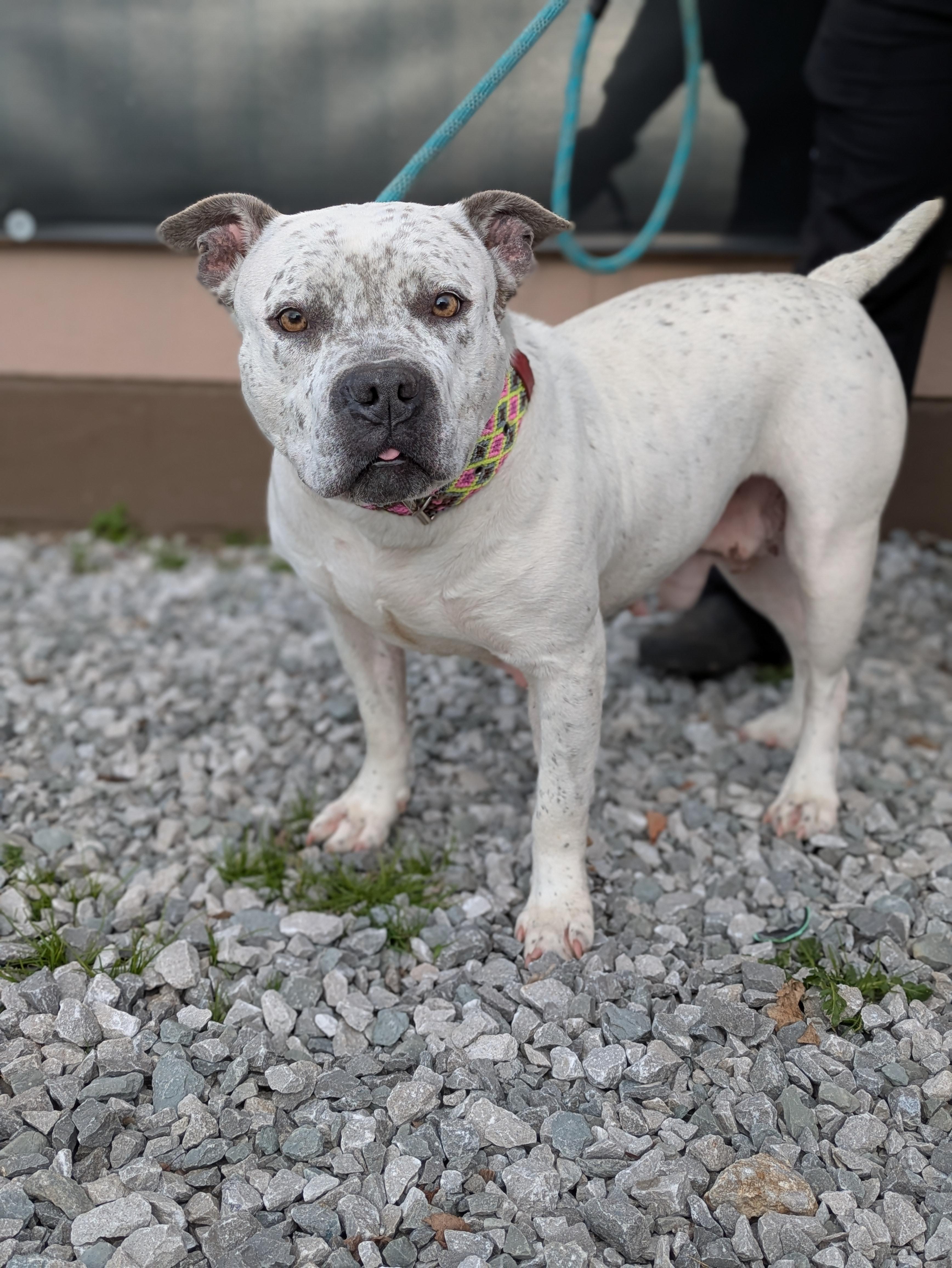 Pixie, Adoptable, Young Female American Bully.