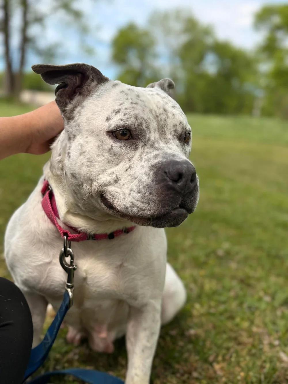 Pixie, a Adoptable American Bully in Huntsville, AL image 4/6