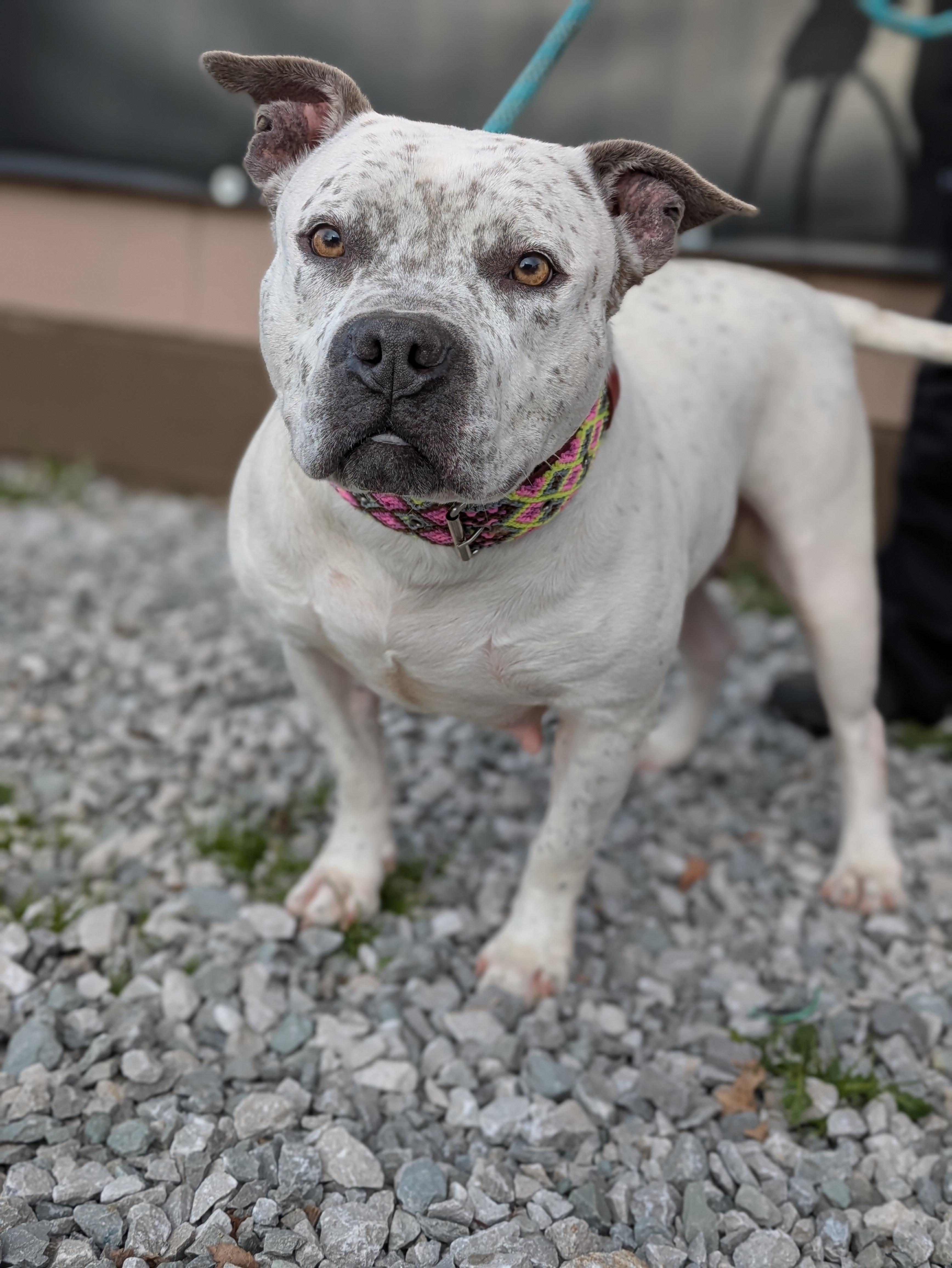 Enlarge Pixie, a ADOPTABLE American Bully in Huntsville, AL image 1/4