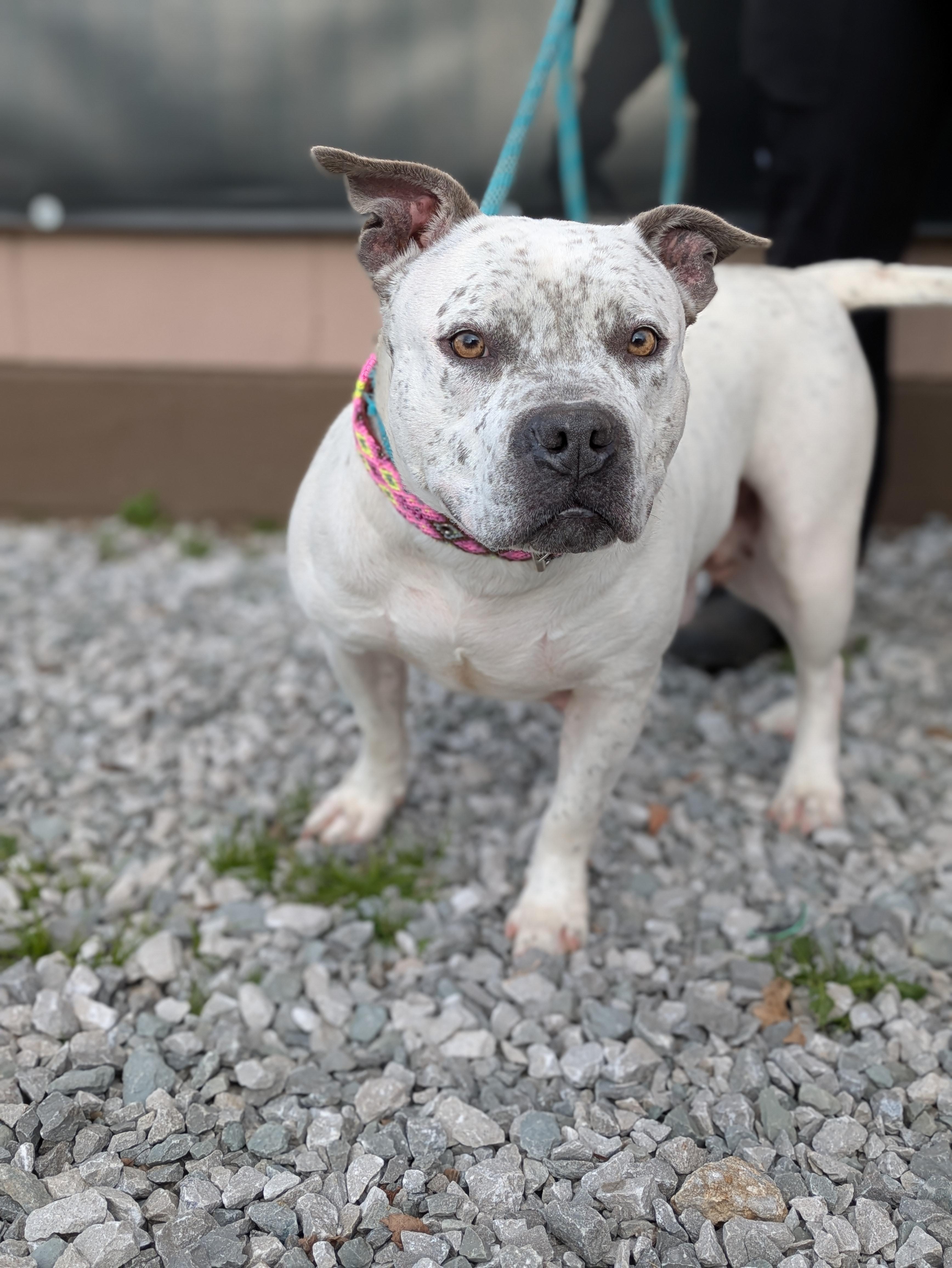 Enlarge Pixie, a Adoptable American Bully in Huntsville, AL image 3/4
