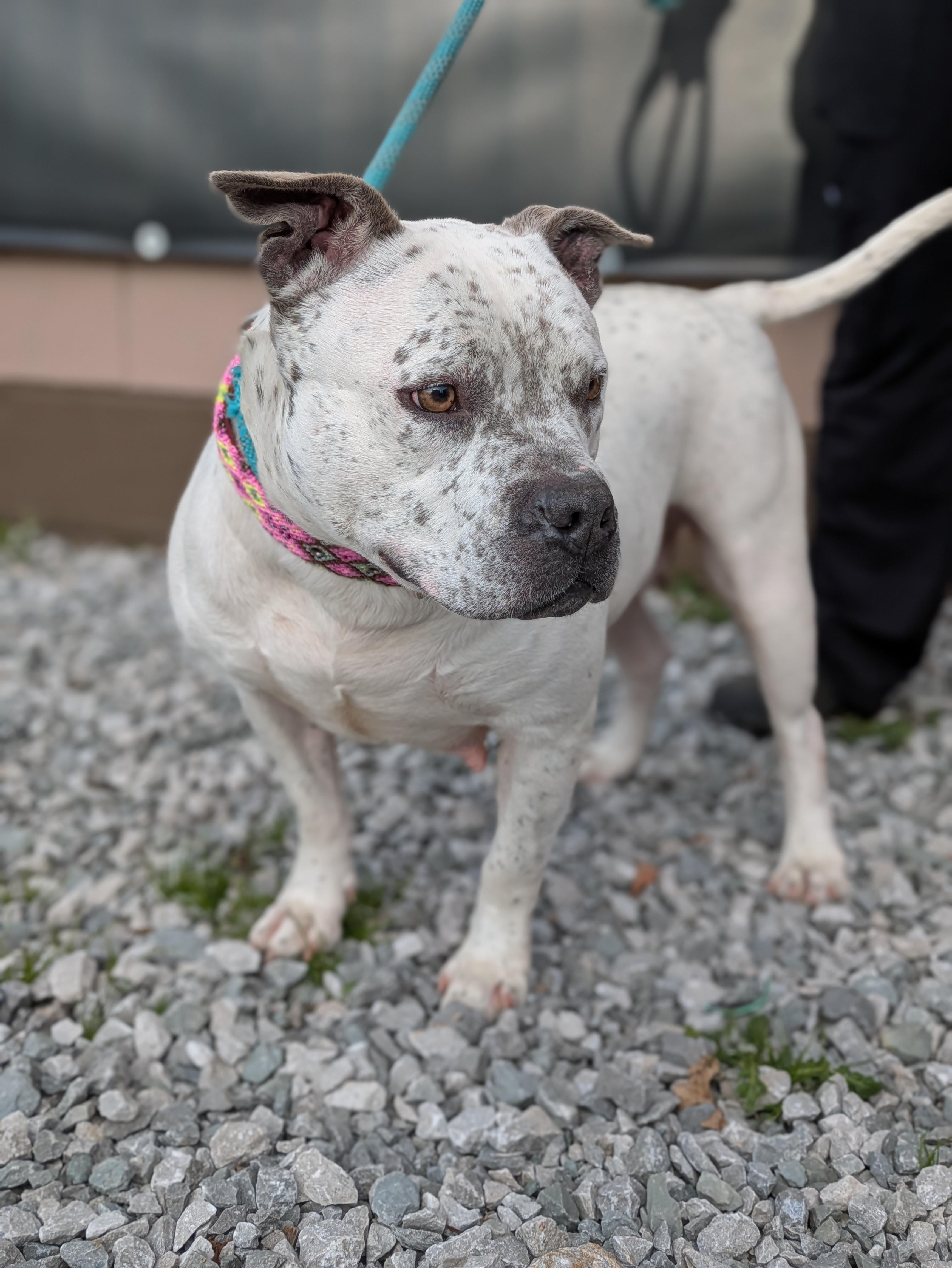 Enlarge Pixie, a ADOPTABLE American Bully in Huntsville, AL image 3/4