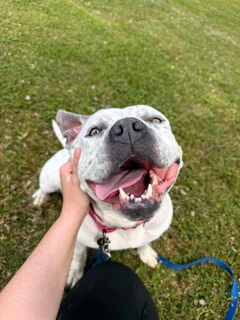 Pixie, a Adoptable American Bully in Huntsville, AL image 3/6
