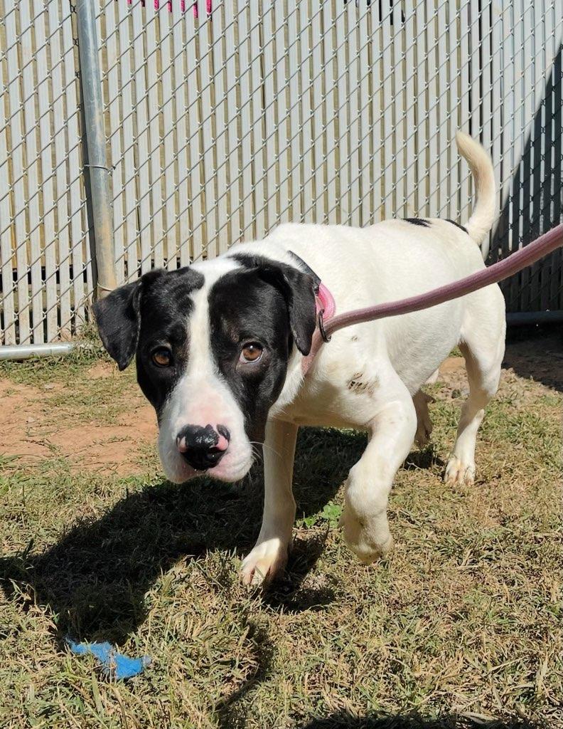 Enlarge Bones, a Adoptable mixed breed in Martinsville, VA image 3/6