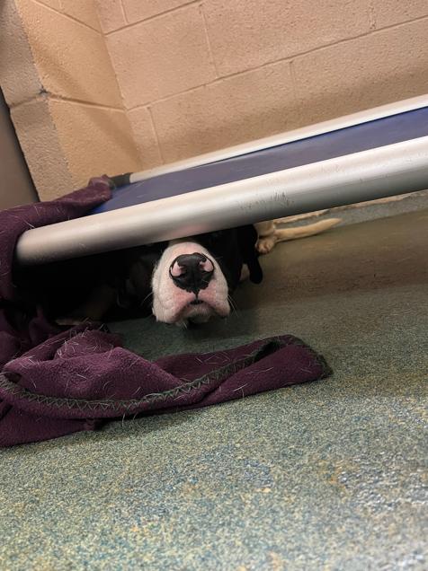 Enlarge Bones, a Adoptable mixed breed in Martinsville, VA image 6/6