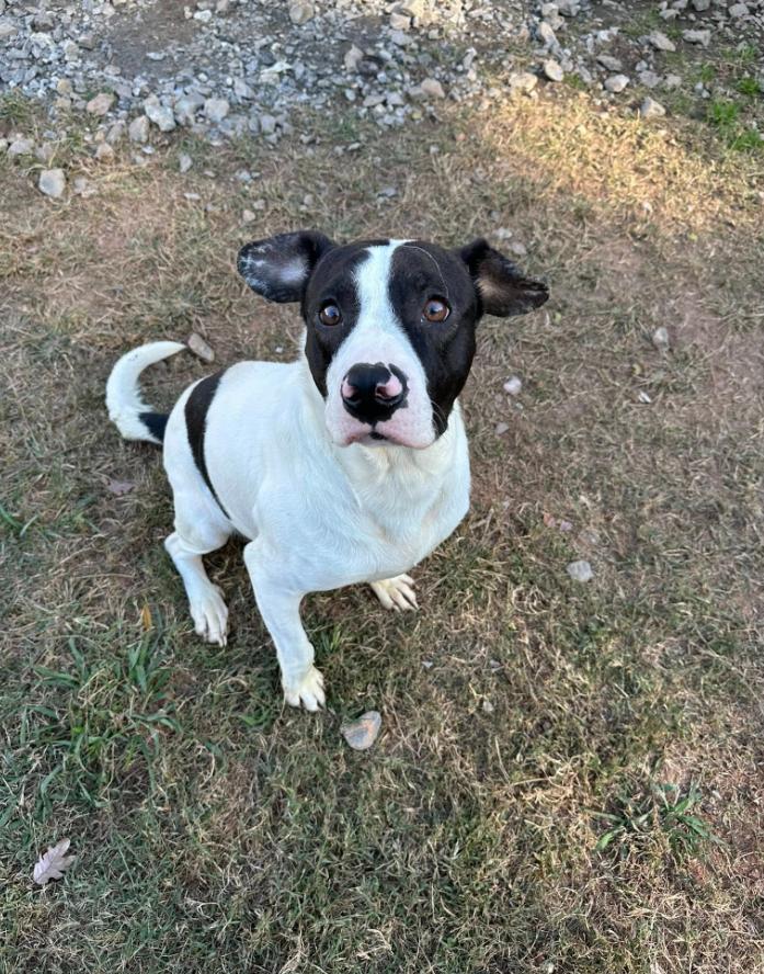 Enlarge Bones, a Adoptable mixed breed in Martinsville, VA image 2/6