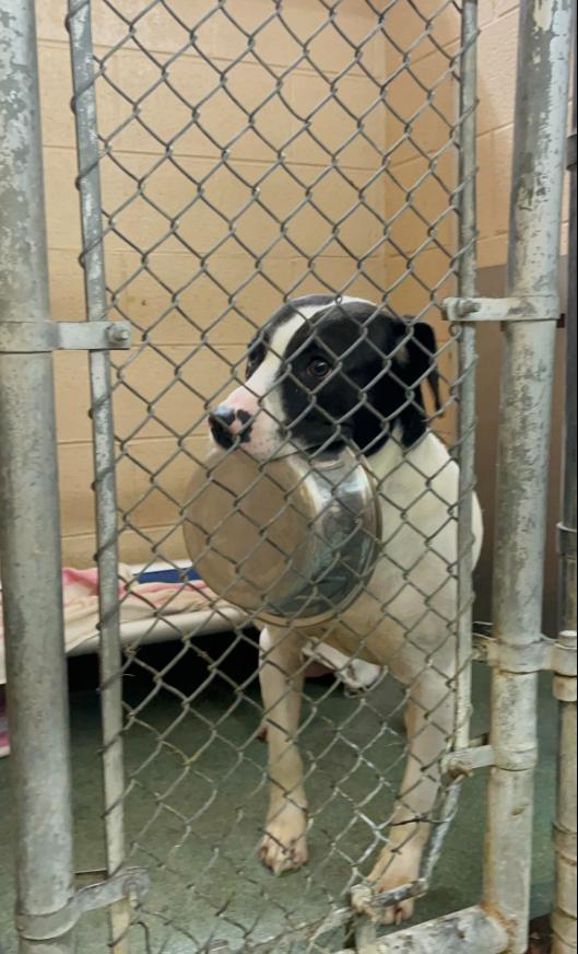 Enlarge Bones, a Adoptable mixed breed in Martinsville, VA image 4/6
