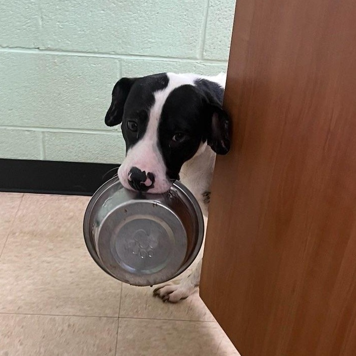 Enlarge Bones, a Adoptable mixed breed in Martinsville, VA image 1/6