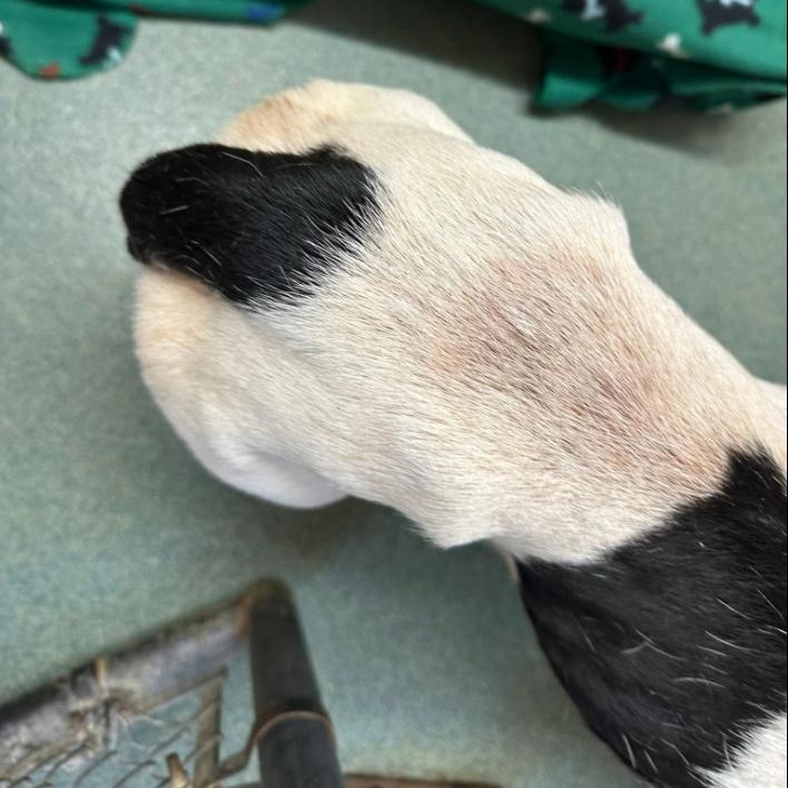 Enlarge Bones, a Adoptable mixed breed in Martinsville, VA image 5/6