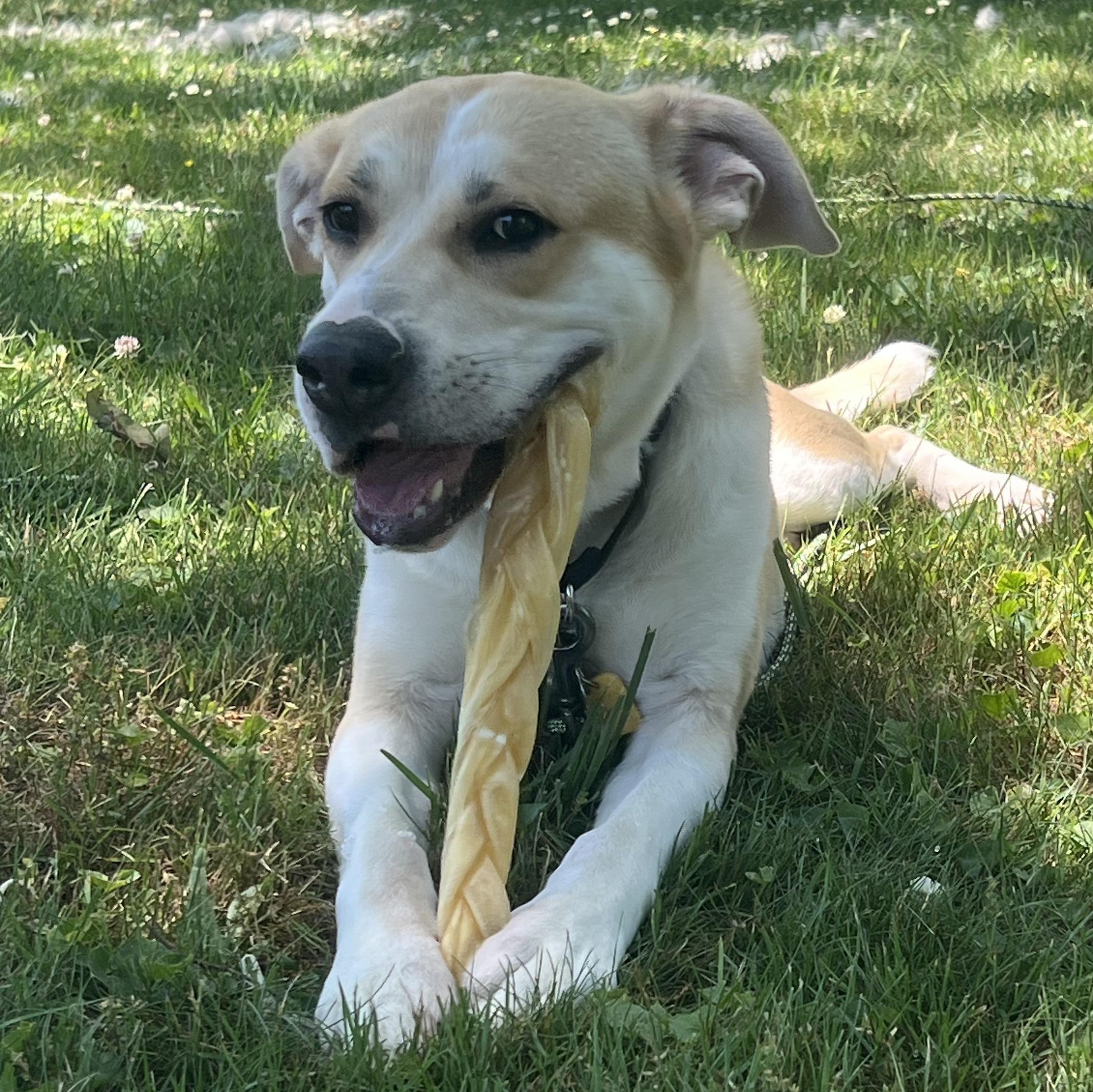 CHANCE, Adoptable, Young Male Afghan Hound & Bavarian Mountain Hound.
