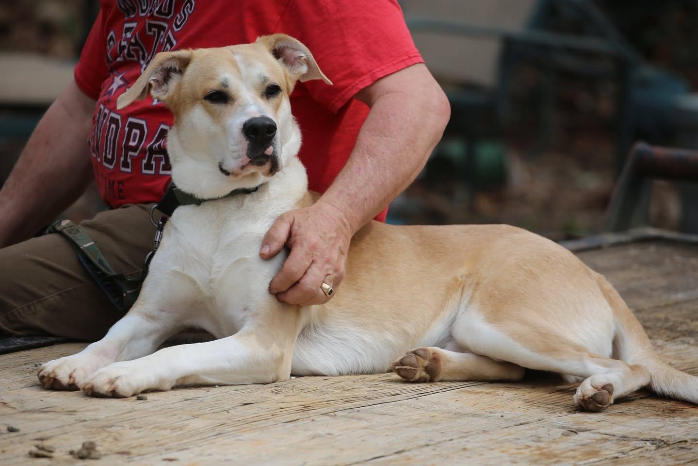 Enlarge CHANCE, a Adoptable mixed breed in East Flat Rock, NC image 6/6