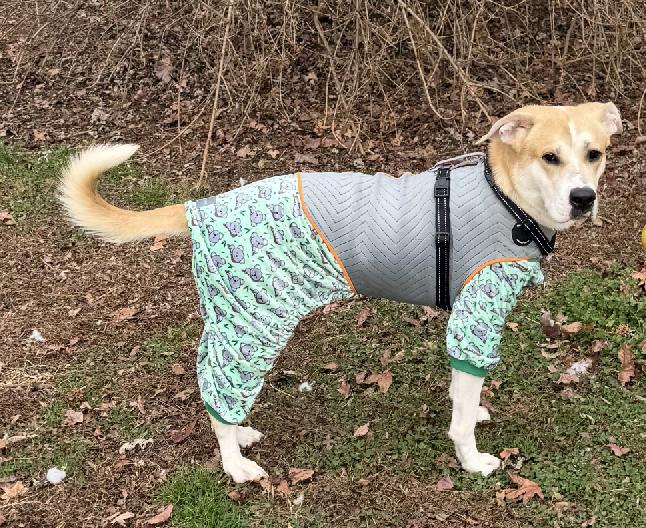 Enlarge CHANCE, a Adoptable mixed breed in East Flat Rock, NC image 4/6
