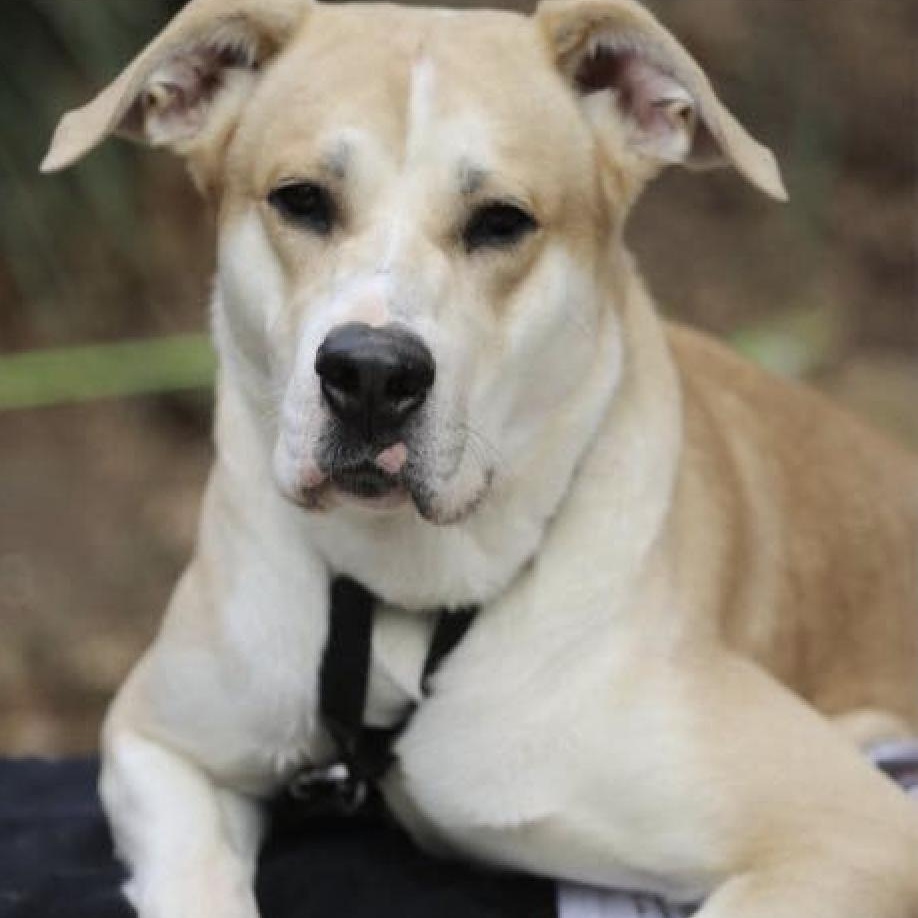 Enlarge CHANCE, a Adoptable mixed breed in East Flat Rock, NC image 5/6