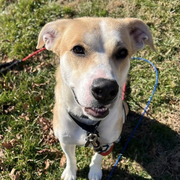 Enlarge CHANCE, a Adoptable mixed breed in East Flat Rock, NC image 2/6