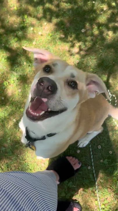 Enlarge CHANCE, a Adoptable mixed breed in East Flat Rock, NC video 3/6